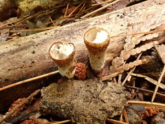 Trichoderma latizonatum