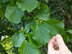 Celastrus orbiculatus