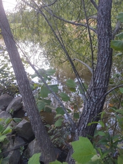 Salix