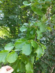 Celastrus orbiculatus