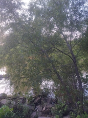 Salix