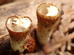 Trichoderma latizonatum