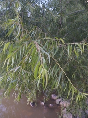 Salix