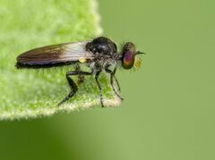 Holopogon nigripennis
