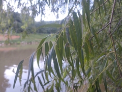 Salix