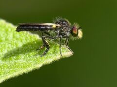 Holopogon nigripennis