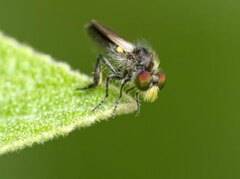 Holopogon nigripennis