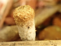 Trichoderma latizonatum