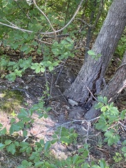 Sylvilagus floridanus