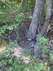 Sylvilagus floridanus