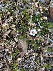 Cherleria arctica