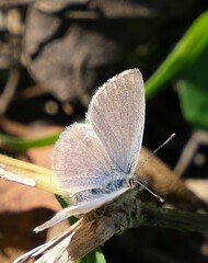 Zizeeria knysna