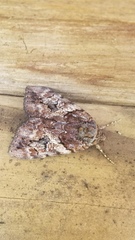 Catocala muliercula