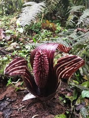 Gorgonidium striatum