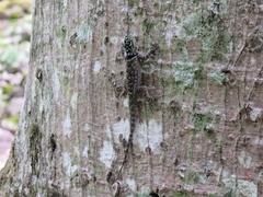 Sceloporus serrifer