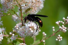 Poecilopompilus algidus