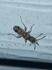 Pseudopachybrachius vinctus