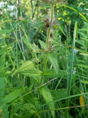 Stachys pilosa