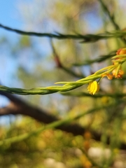 Taxodiomyia cupressi