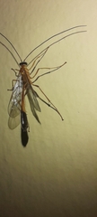 Ichneumonidae