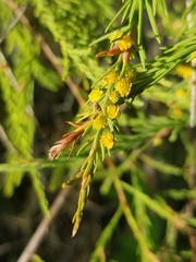 Taxodiomyia cupressi