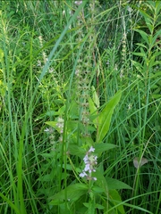 Stachys pilosa