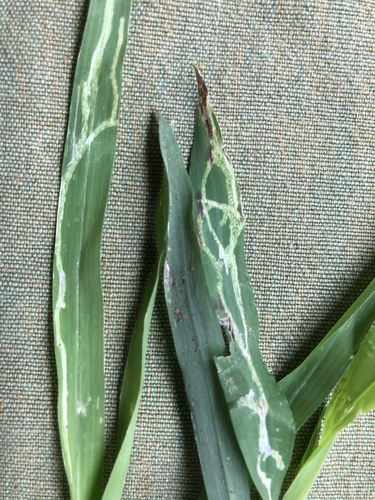 Cerodontha dorsalis (Loew, 1863)