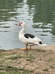 Cairina moschata domestica