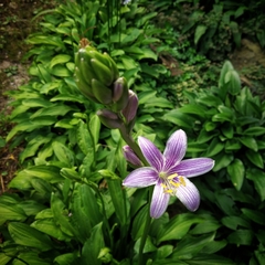 Hosta sieboldii
