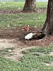 Cairina moschata domestica