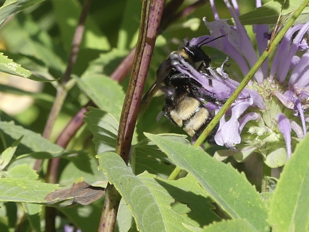 Black-and-gold Bumble Bee from Goodhue County, MN, USA on August 04
