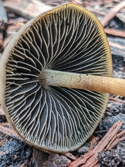 Panaeolus bisporus