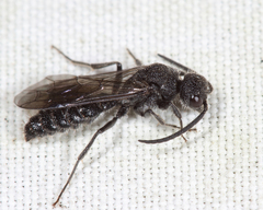 Myrmosa unicolor