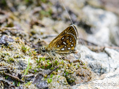 Piruna aea