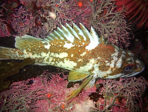 Gopher rockfish (Sebastes carnatus) — Sebastidae — 5