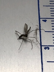 Aedes trivittatus