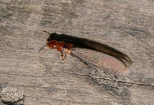 Western Drywood Termite photo 5