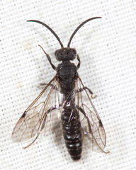Myrmosa unicolor
