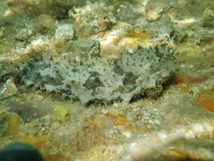 Holothuria floridana