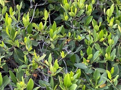 Rhizophora mangle
