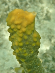 Cliona varians