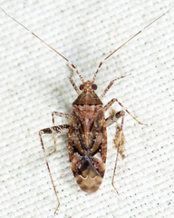 Phytocoris canadensis