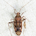 Phytocoris canadensis - Photo (c) Tom Murray, some rights reserved (CC BY-NC), uploaded by Tom Murray