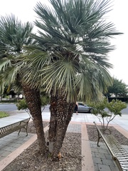 Chamaerops