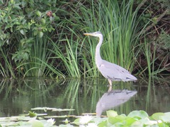 Ardea cinerea