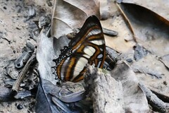 Metamorpha elissa