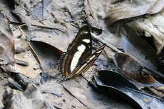Metamorpha elissa
