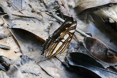 Metamorpha elissa