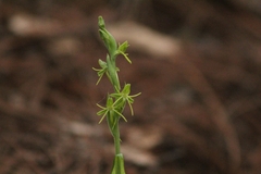 Habenaria ibarrae
