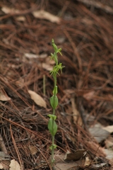 Habenaria ibarrae